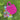 Sojourn Gem Tote bag, hand crocheted, in bright pink with two handles, a matching tassel, and green aventurine teardrop shaped gemstones, resting on green grass, lined with a colorful leaf‑patterned dust bag in yellow, green, and purple.