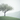 Single tree standing on a gently sloping grassy hill with small green leaves, set against misty distant hills under a pale, overcast sky.